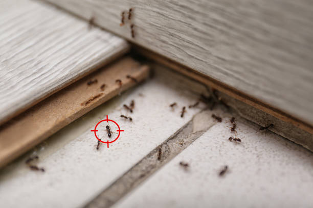 Best Termite Control Services  in Long Branch, NJ