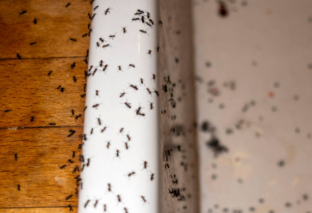 Best Ant Control Services  in Long Branch, NJ