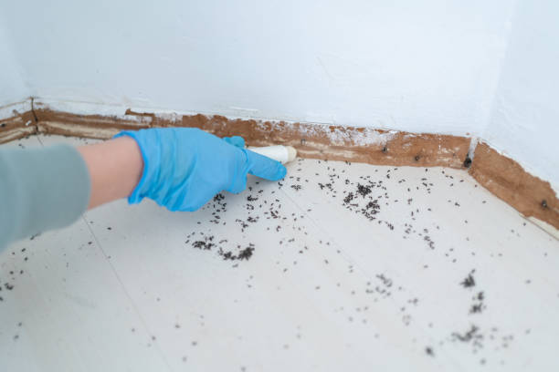 Best Affordable Pest Control Services  in Long Branch, NJ